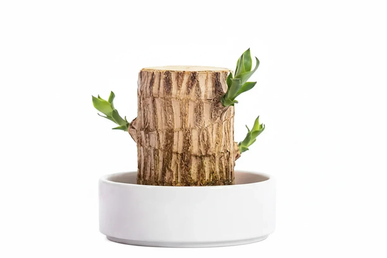 Apportez la sérénité à votre maison avec cette belle plante