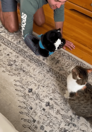 Gant marionnette pour chat | Jeu de marionnette amusant et divertissement actif