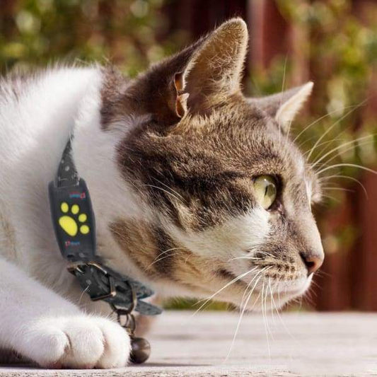 Always Have Your Cat on Radar