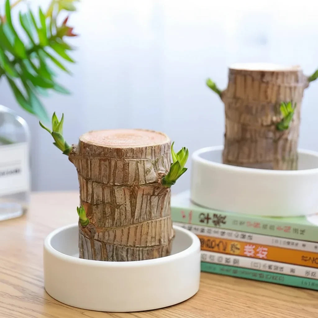 Apportez la sérénité à votre maison avec cette belle plante