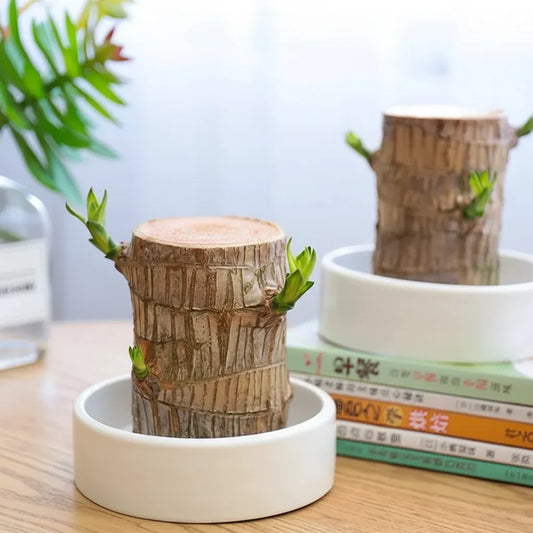 Apportez la sérénité à votre maison avec cette belle plante