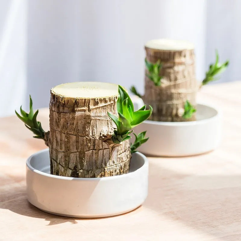 Apportez la sérénité à votre maison avec cette belle plante