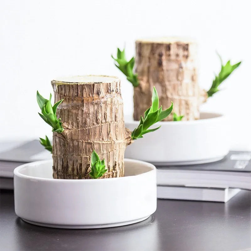 Apportez la sérénité à votre maison avec cette belle plante