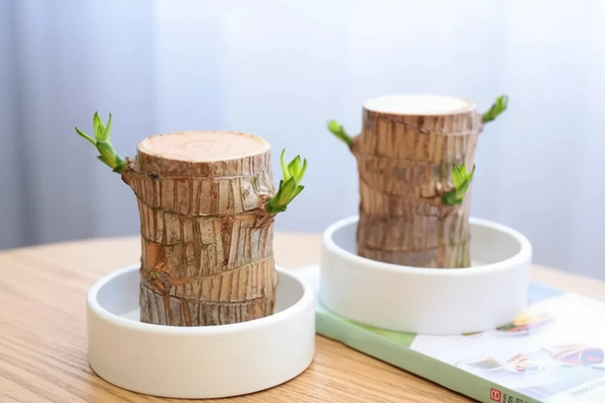 Apportez la sérénité à votre maison avec cette belle plante