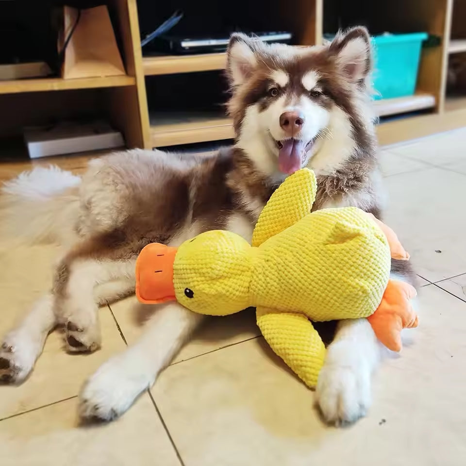 Canard apaisant pour le bonheur et le bien-être de votre chien