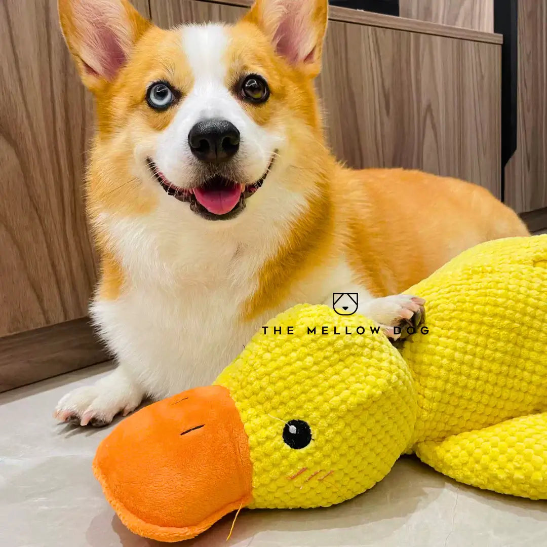 Canard apaisant pour le bonheur et le bien-être de votre chien