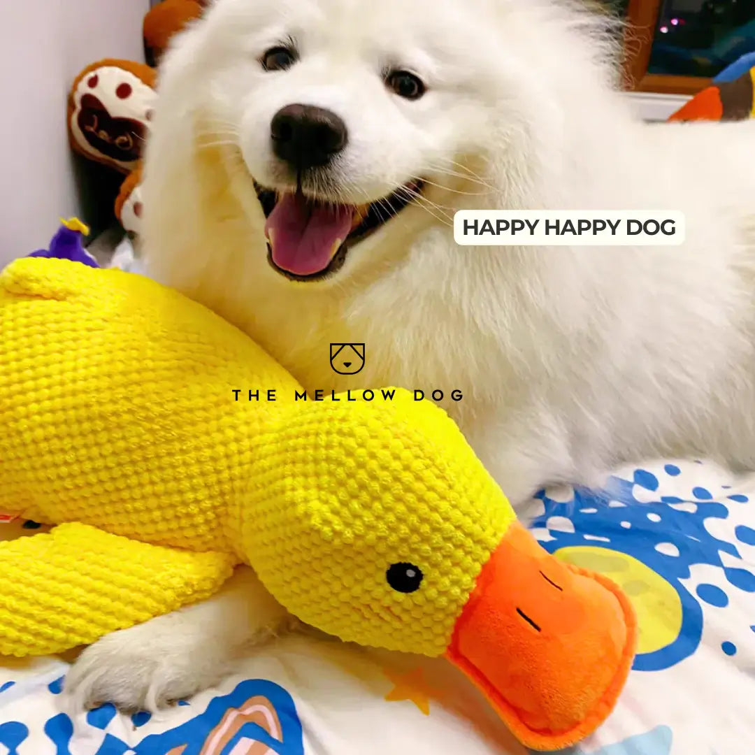 Canard apaisant pour le bonheur et le bien-être de votre chien