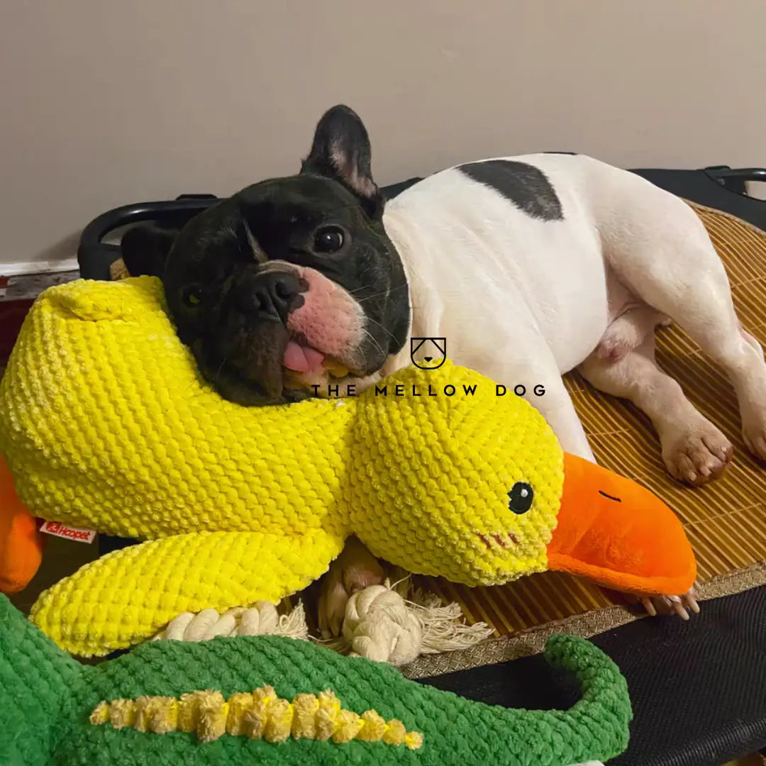 Canard apaisant pour le bonheur et le bien-être de votre chien