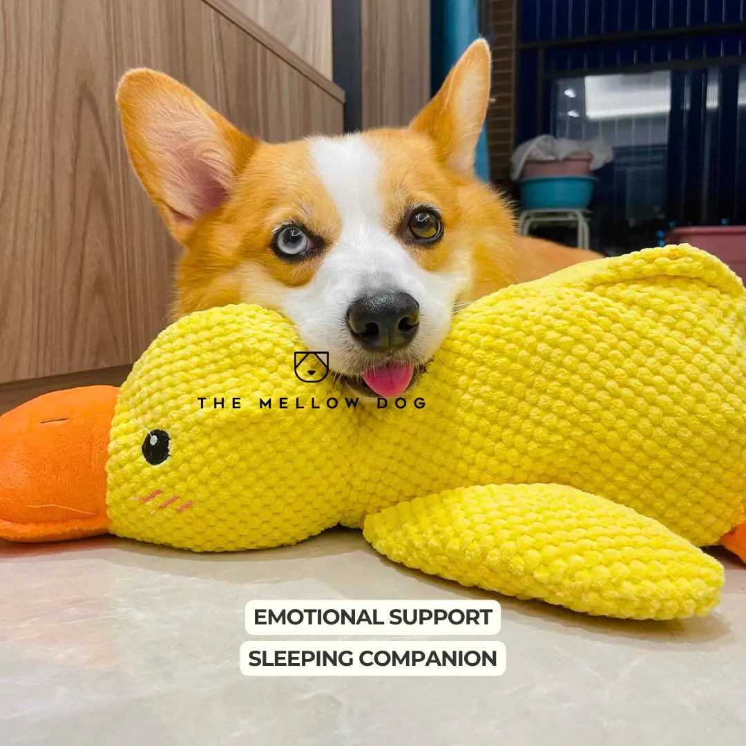 Canard apaisant pour le bonheur et le bien-être de votre chien