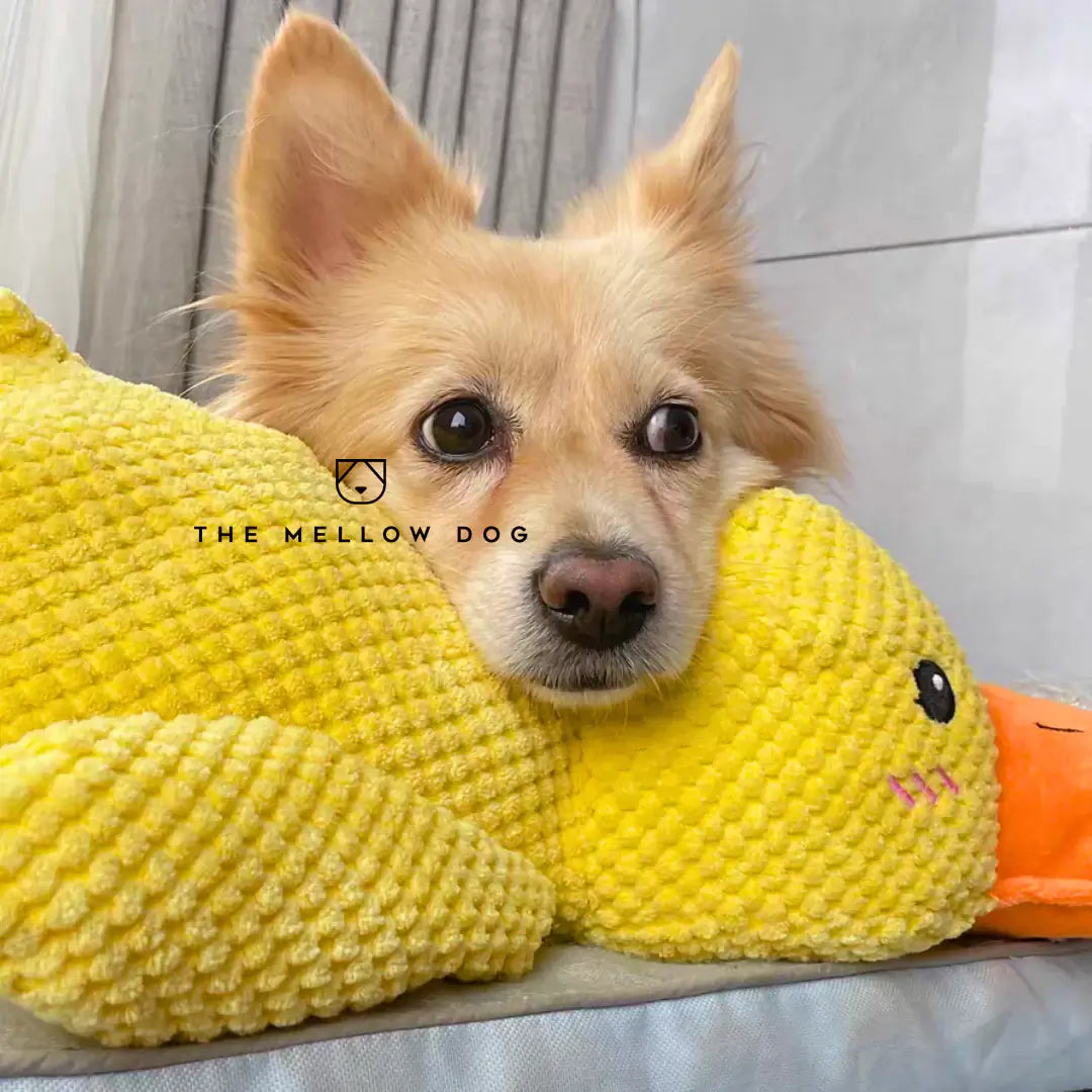 Canard apaisant pour le bonheur et le bien-être de votre chien