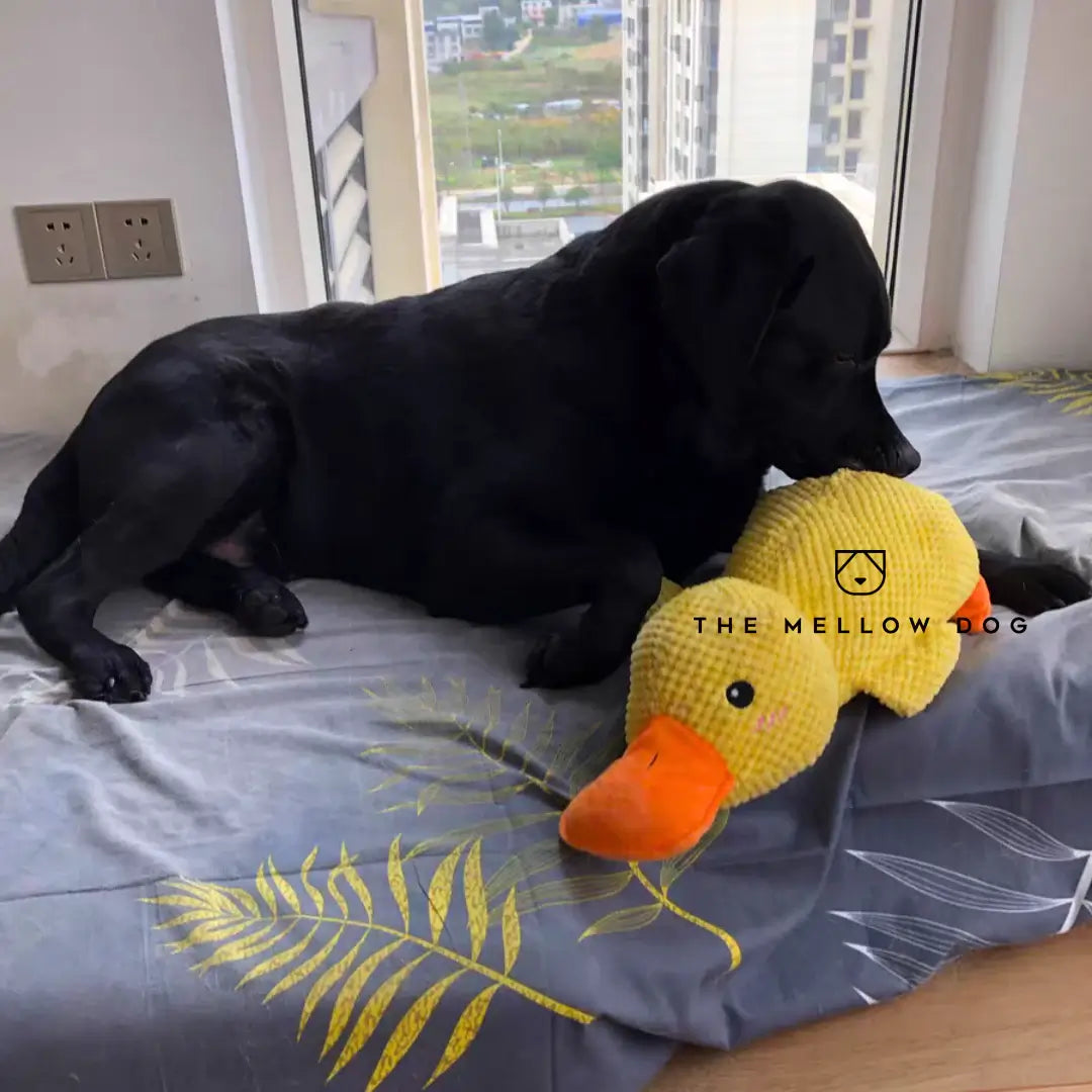 Canard apaisant pour le bonheur et le bien-être de votre chien