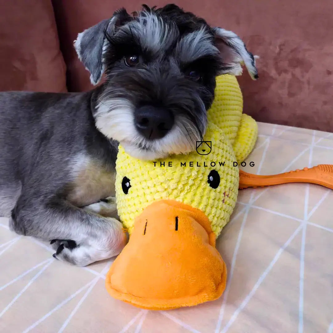 Canard apaisant pour le bonheur et le bien-être de votre chien