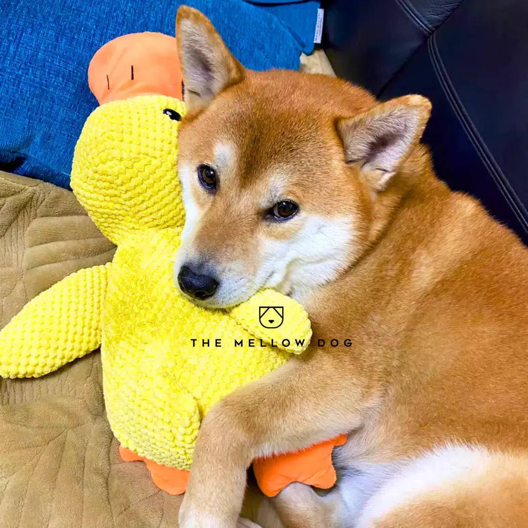 Canard apaisant pour le bonheur et le bien-être de votre chien