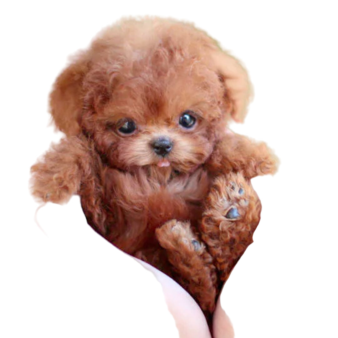 Chiot peluche interactif - design réaliste avec mouvements - Idéal pour apprendre à s'occuper d'un animal