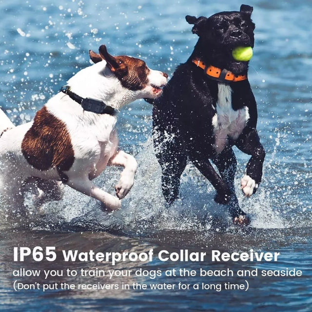 Collier de dressage électronique pour chiens – sûr, efficace, avec télécommande