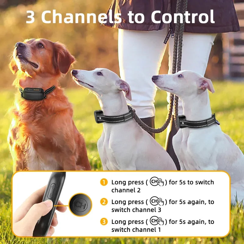 Collier de dressage rechargeable et étanche pour chien avec télécommande