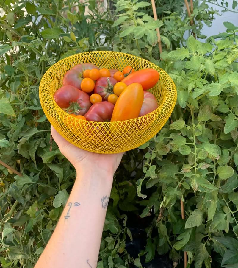 Corbeille à fruits en maille d'acier ventilée pour une conservation fraîche