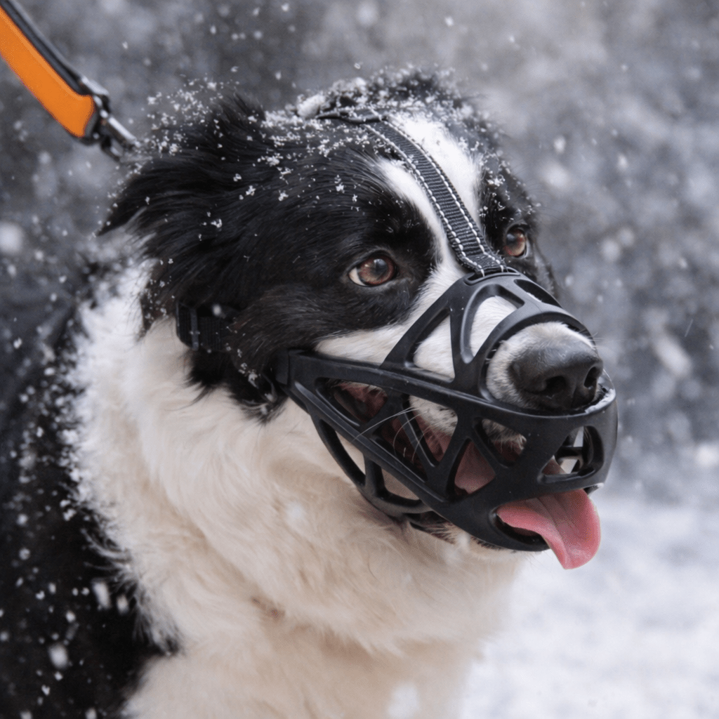 DOGORA – Gentle Dog Muzzle for Safe Everyday Situations