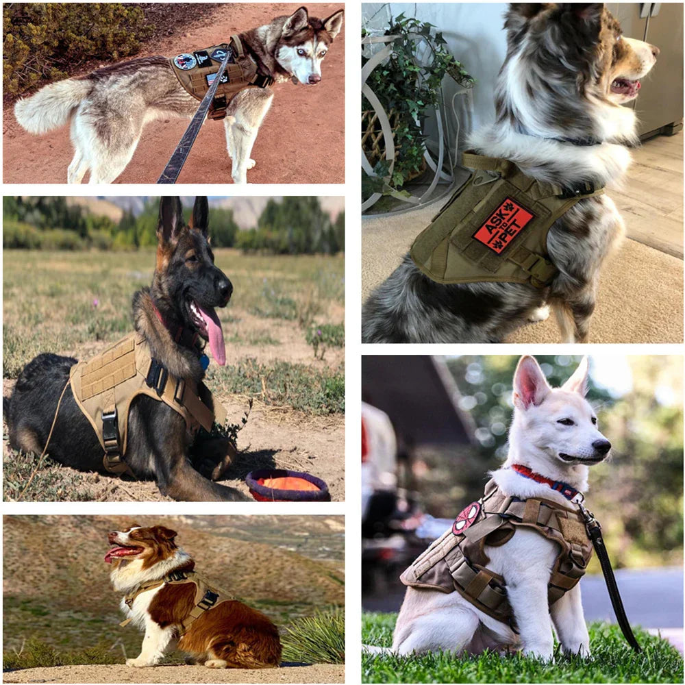 Durable Set for Active Dogs