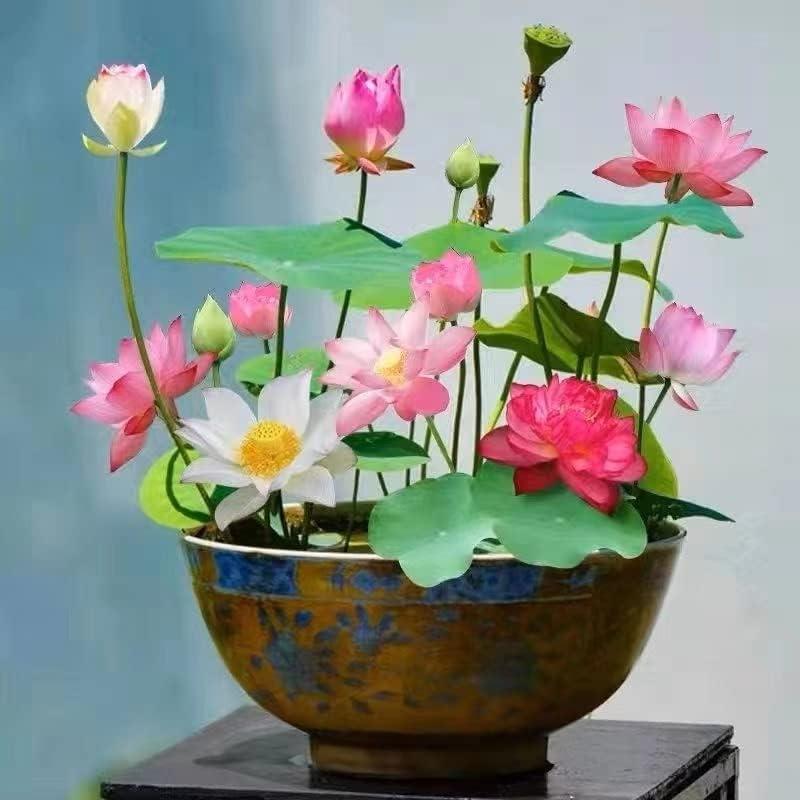 Graines de lotus bonsaï premium – 10 graines de lotus aquatique multicolores pour jardins aquatiques et intérieurs