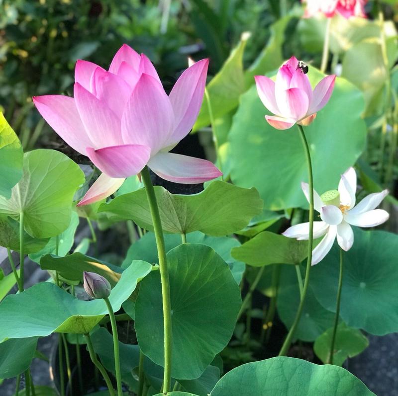 Graines de lotus bonsaï premium – 10 graines de lotus aquatique multicolores pour jardins aquatiques et intérieurs
