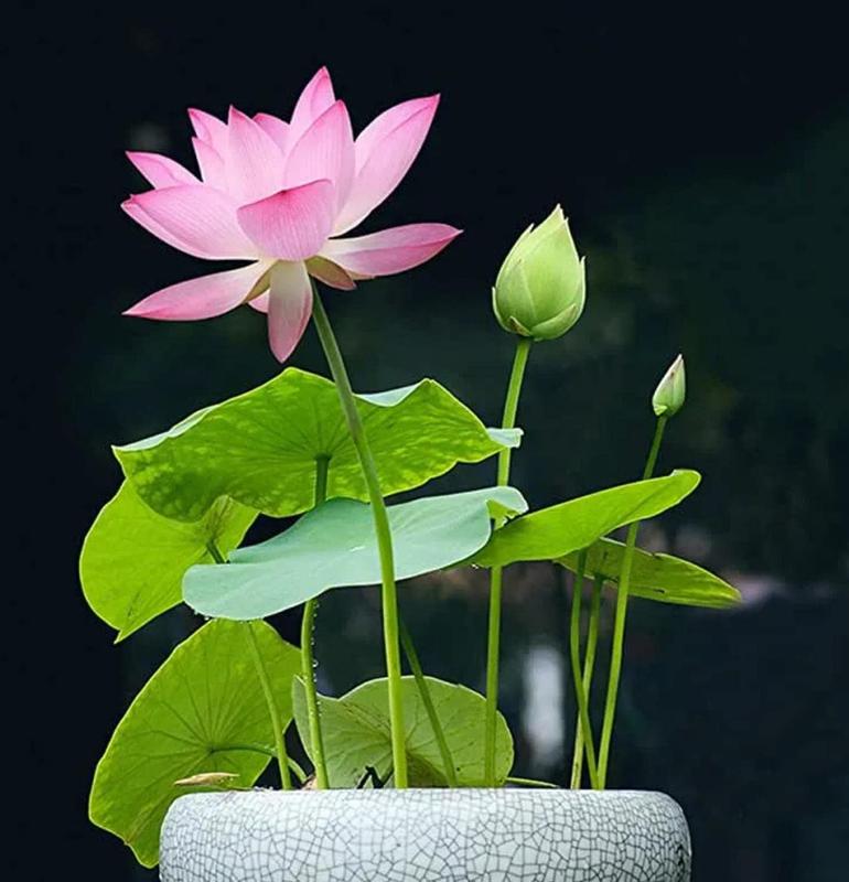 Graines de lotus bonsaï premium – 10 graines de lotus aquatique multicolores pour jardins aquatiques et intérieurs