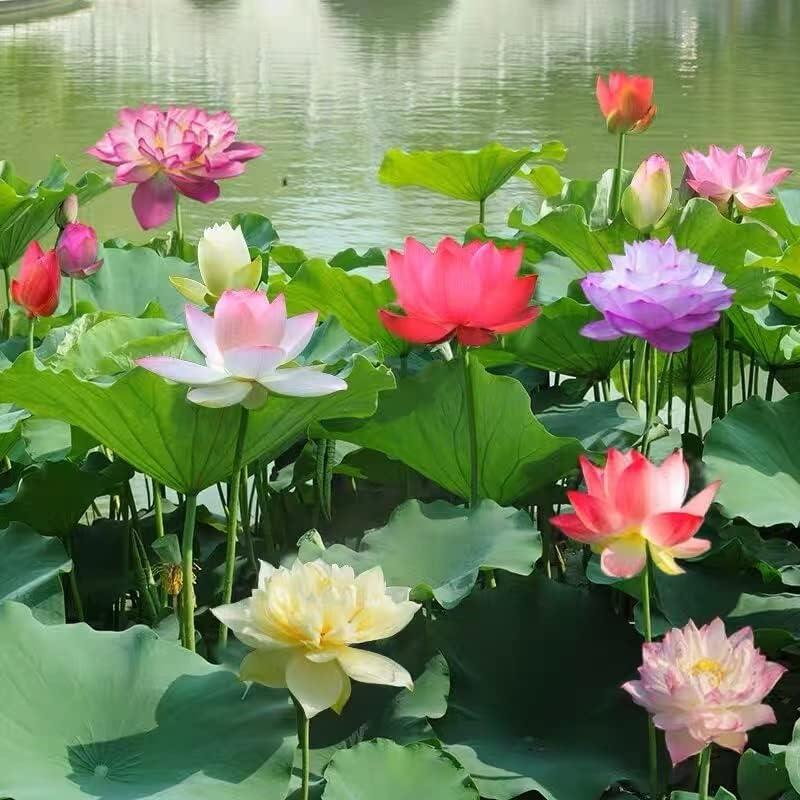 Graines de lotus bonsaï premium – 10 graines de lotus aquatique multicolores pour jardins aquatiques et intérieurs