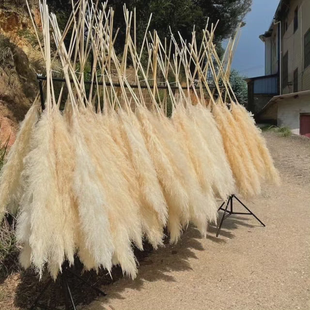 Grand herbe de la Pampa touffue