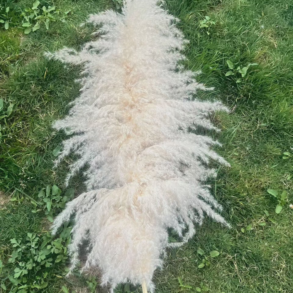 Grand herbe de la Pampa touffue