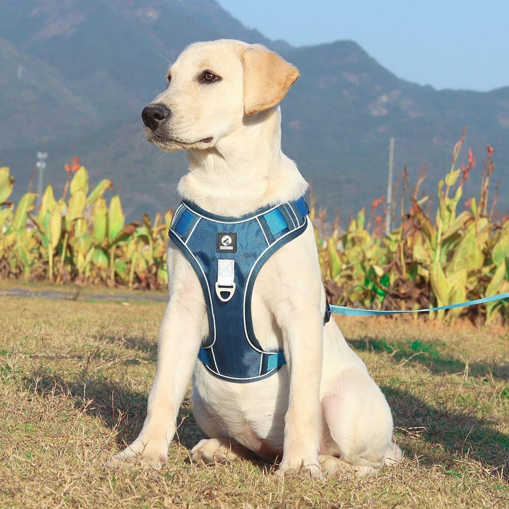 Harnais anti-traction haut de gamme pour chien