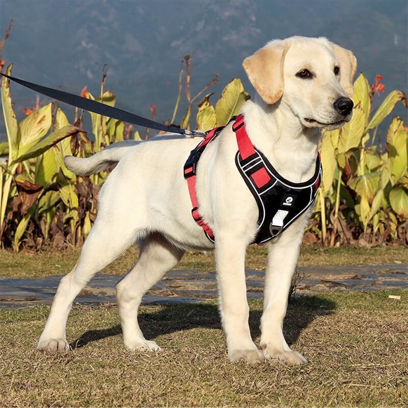 Harnais anti-traction haut de gamme pour chien