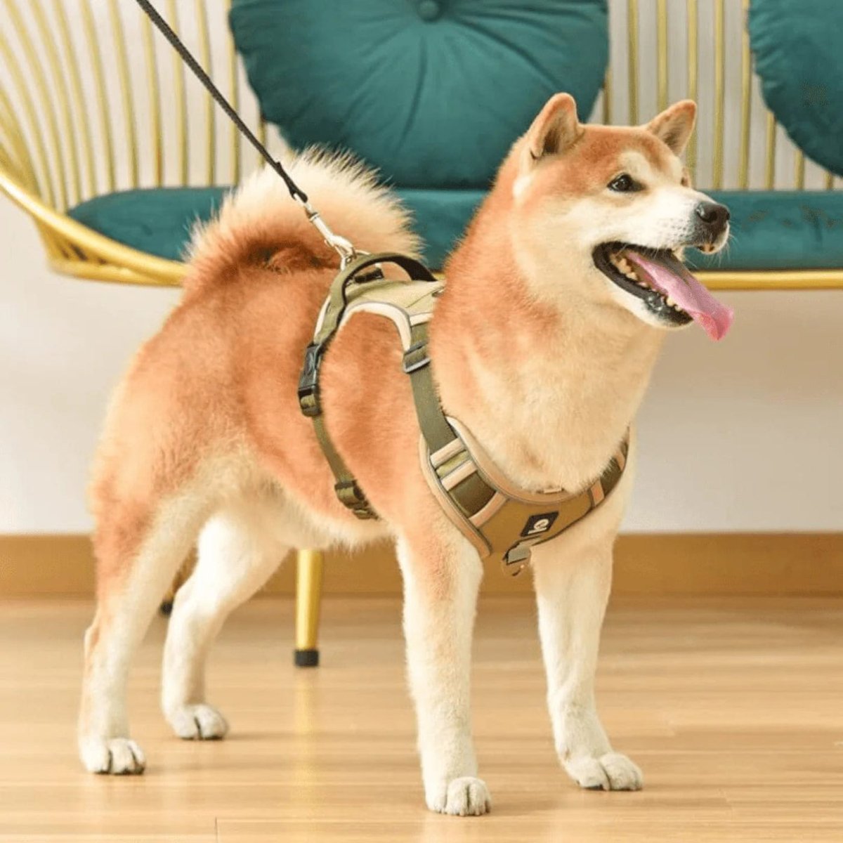 Harnais anti-traction haut de gamme pour chien