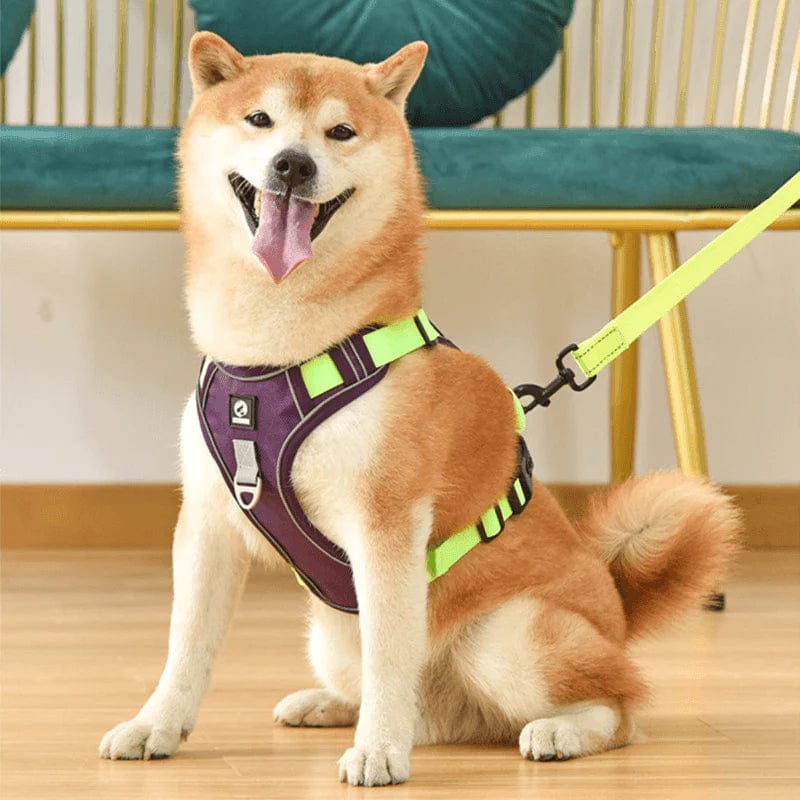 Harnais anti-traction haut de gamme pour chien