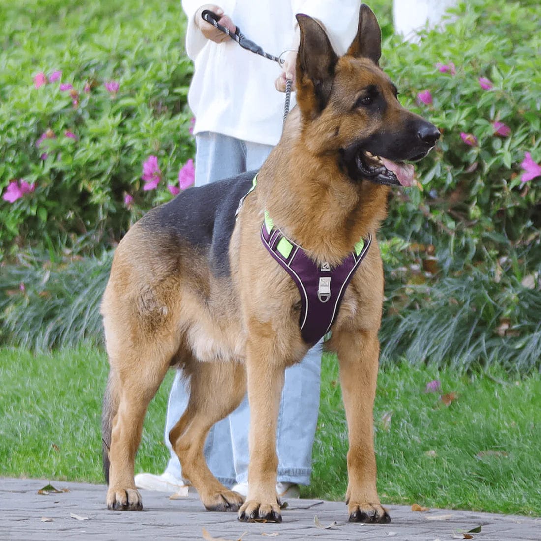 Harnais anti-traction haut de gamme pour chien