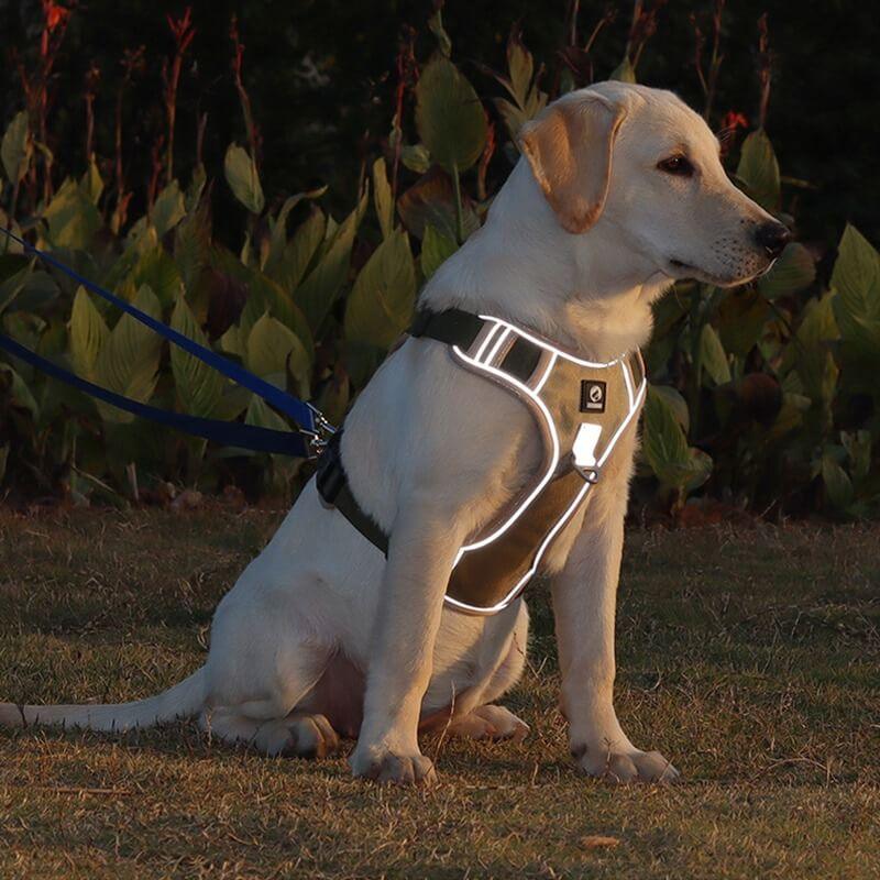 Harnais anti-traction haut de gamme pour chien