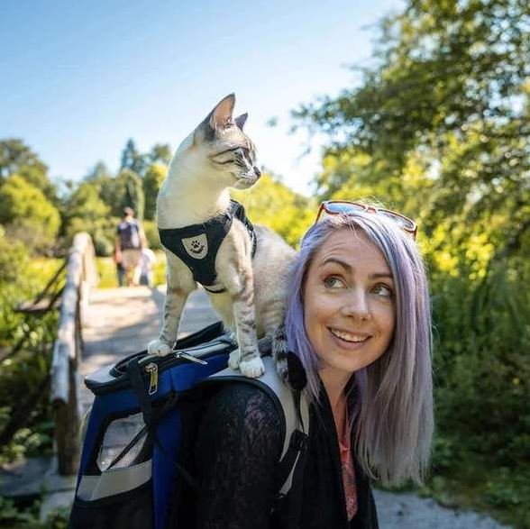 Harnais de chat réglable, respirant et réfléchissant