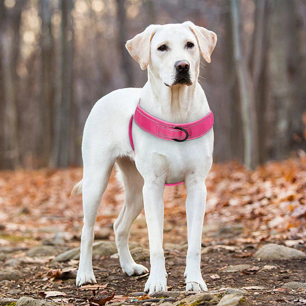 Harnais de traction pour chien avec éléments réfléchissants