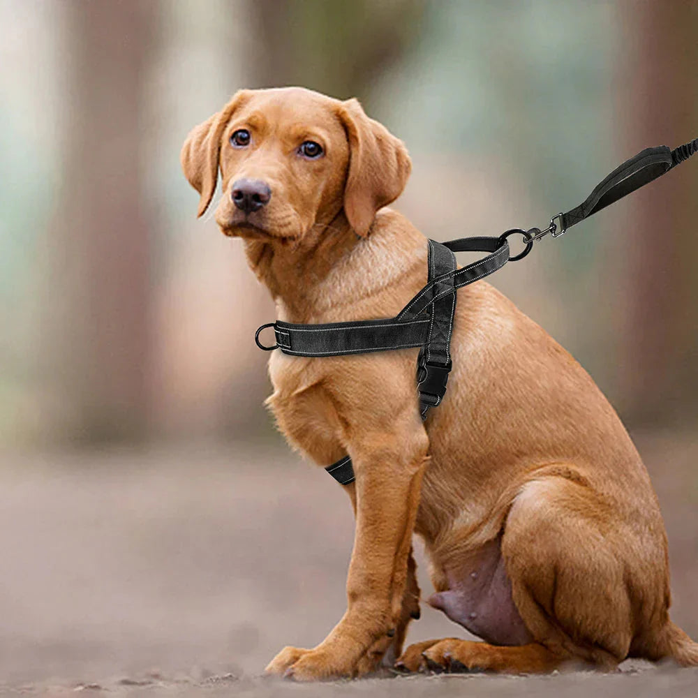 Harnais de traction pour chien avec éléments réfléchissants