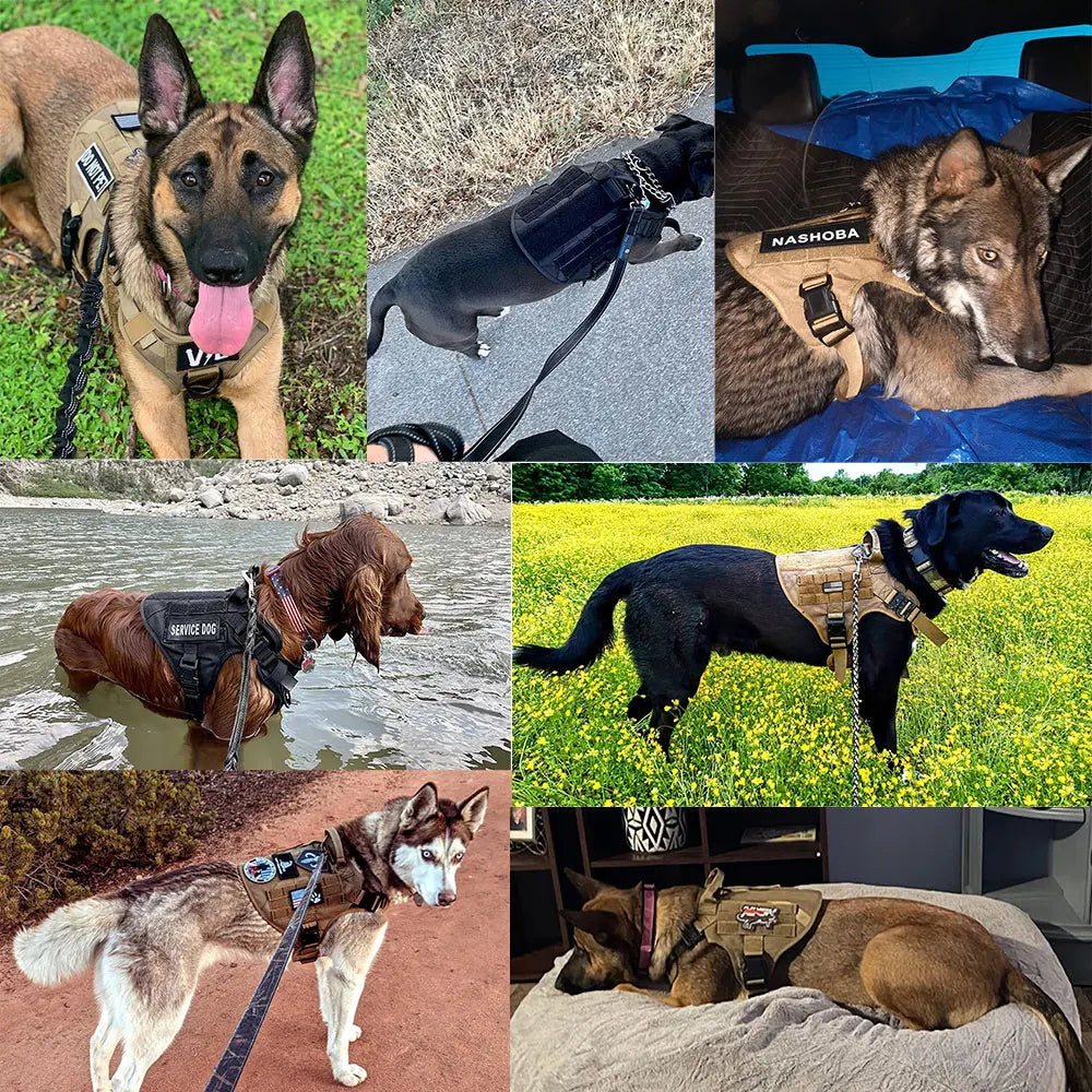 Harnais tactique K9 pour chien