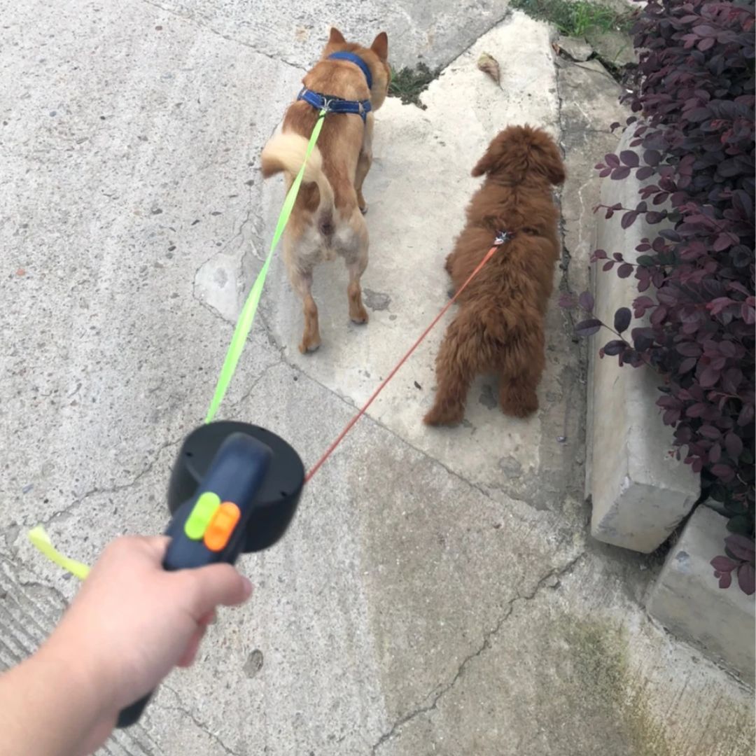 Laisse double pour chien avec lampe torche et distributeur de sacs à déjections