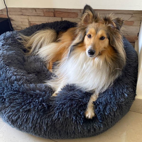 Lit orthopédique pour chien avec housse amovible – doux et très confortable