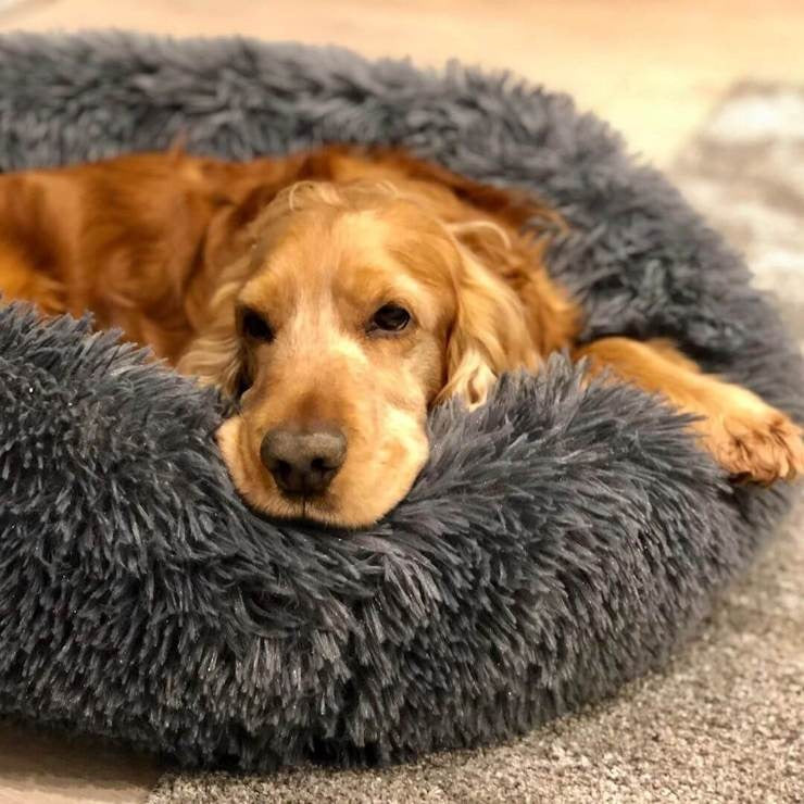 Lit orthopédique pour chien avec housse amovible – doux et très confortable