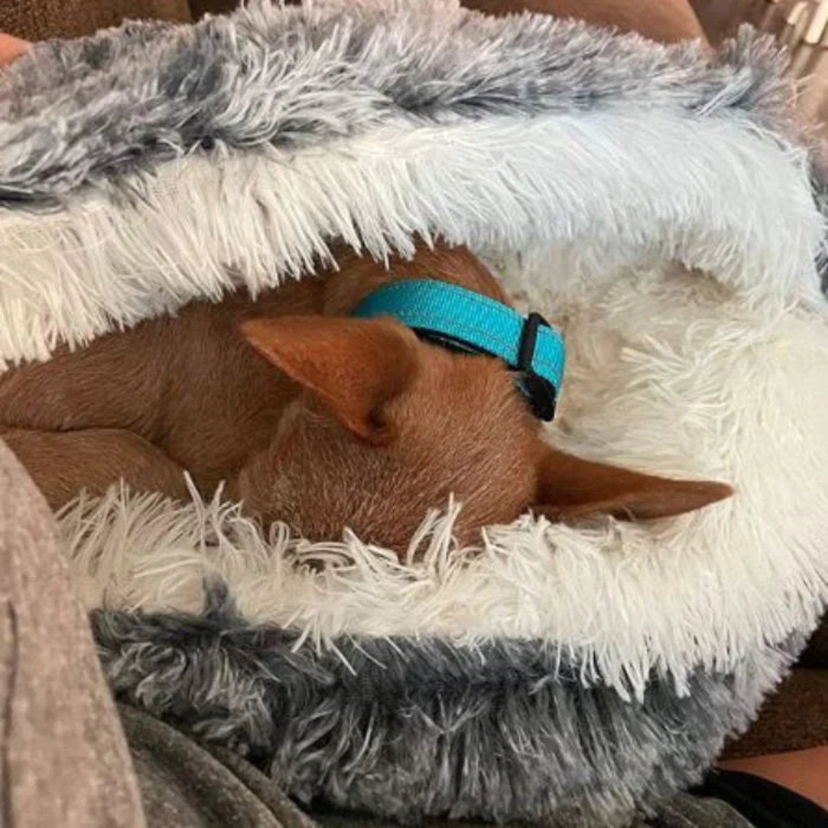 Olvoria | Cozy Cave Pet Bed | Soothing and Comfortable Dog Bed for Deep Relaxation