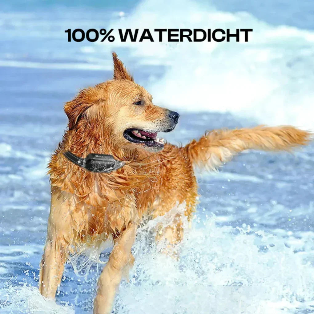 Olvoria | Dog Remote Training Collar Waterproof