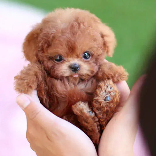 Olvoria | FurMotion Friend – Lifelike Plush Dog for Children & Collectors
