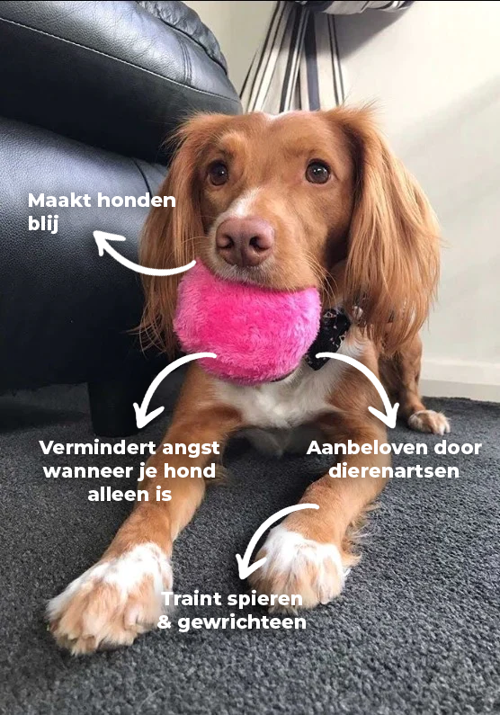 Olvoria | Interactive Dog Play Ball - Automatic Rolling Ball