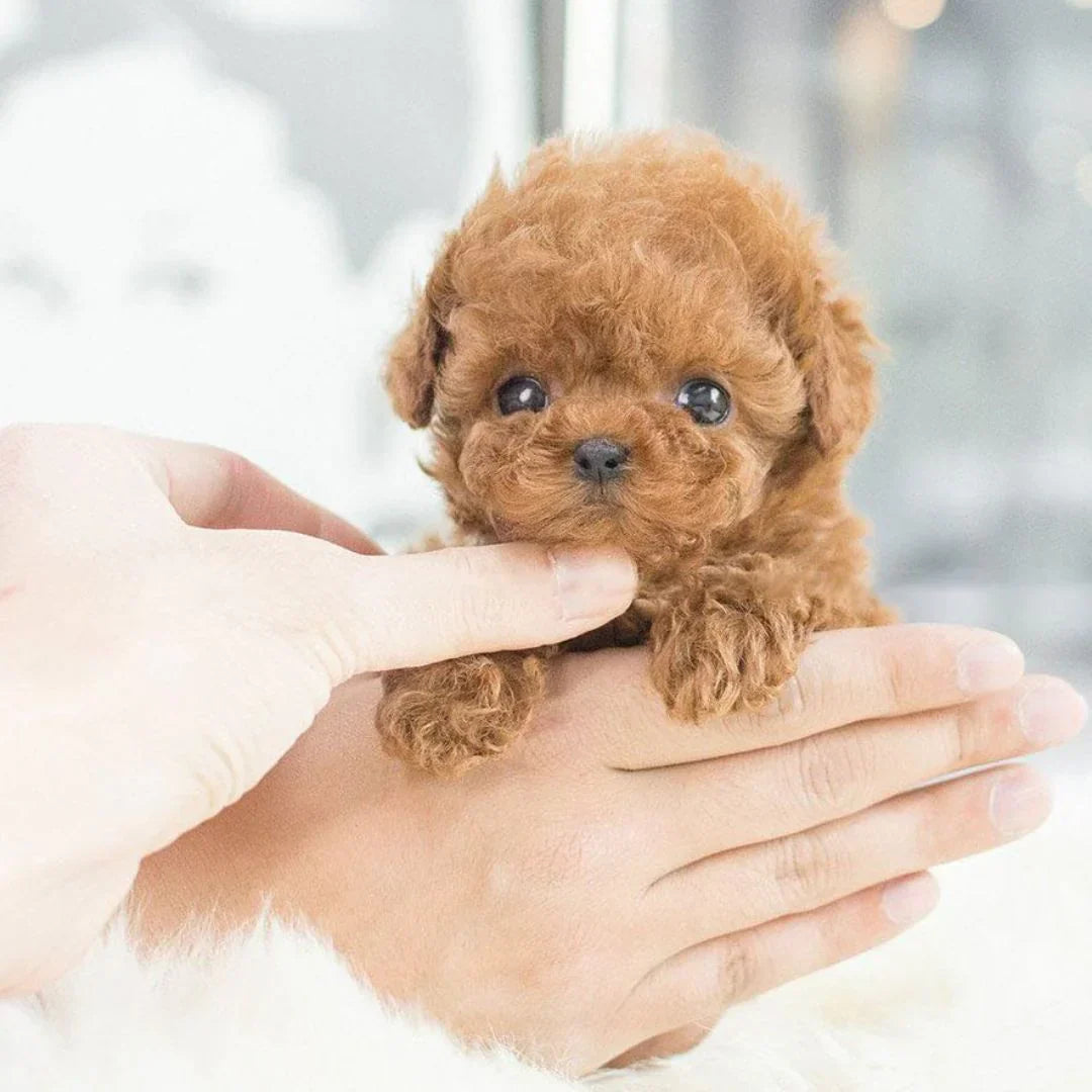Olvoria | Interactive Plush Puppy - Realistic Stuffed Animal for Children and Adults with Movements and Sounds