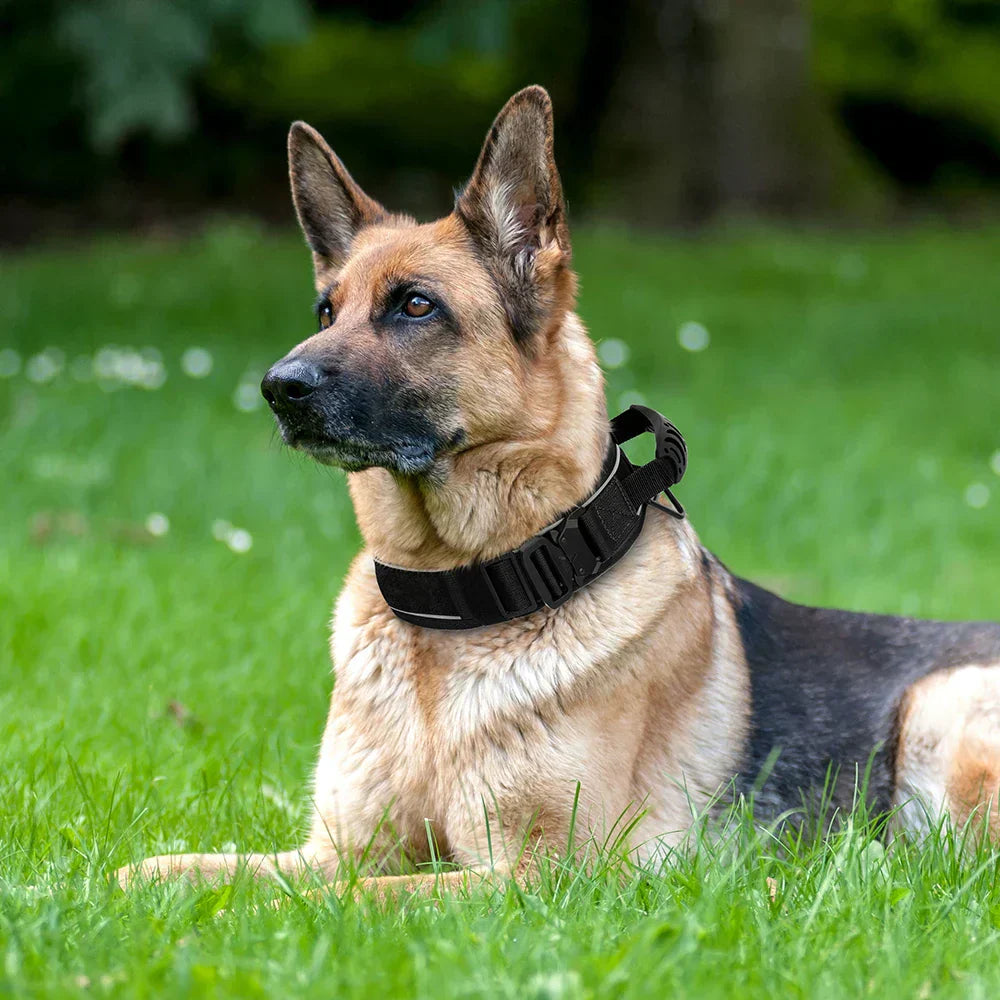 Olvoria | Military Dog Training Collar – Durable, Reflective Nylon Collar