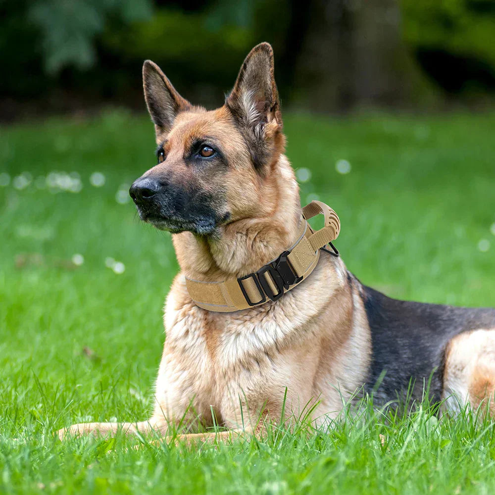 Olvoria | Military Dog Training Collar – Durable, Reflective Nylon Collar