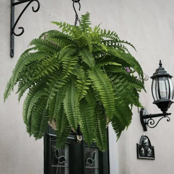 Olvoria | UV Resistant Lifelike Artificial Boston Fern